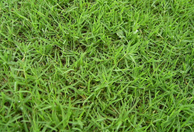 latest company news about Comparison between synthetic football grass and real grass  1