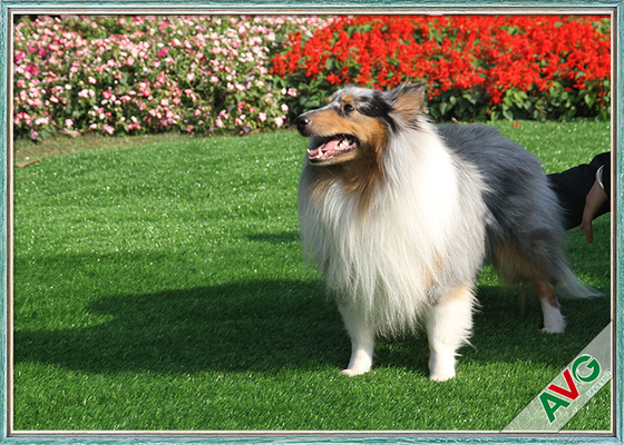 China Indoor Synthetic Pet Artificial Turf , Outdoor Carpet Grass Field Green / Apple Green supplier