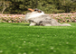 Natural Looking Pet Artificial Turf Landscaping High Density Eco-Friendly supplier