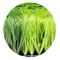 Gazon Artificial De Fotbal En-Gros Artificial Grass Football Grass Synthetic Grass supplier