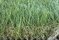 Anti Static Light Green Artificial Lawn Turf For Balcony , 40 - 50mm Height supplier