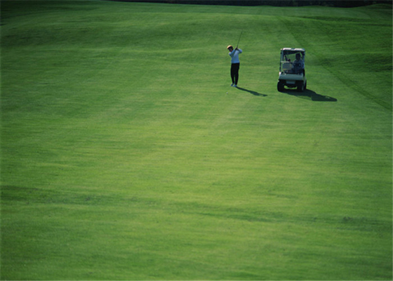 China High Abrasion Resistance Golf Artificial Grass Carpet Home Outdoor Golf Putting Greens supplier