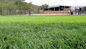 Flooring Artificial Grass For Garden Synthetic Grass 35mm Artificial Grass supplier