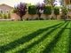 Landscape Grass Turf Grass Carpet For Gardening Plastic Turf for garden supplier