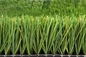 FIFA Turf Football Grass 40mm Football Turf Artificial Grass Soccer supplier