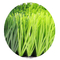 55mm Height Artificial Grass Turf Football Synthetic Grass Wear Resistant supplier