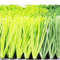 Football Grass 50mm Carpet Grass Artificial Grass Football Soccer Carpet supplier