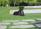 Outside Natural Looking Synthetic Dog Grass Ornamental Turf PE Material supplier