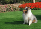 Professional Attractive Artificial Pet Turf False Grass Perfect Leisure Carpet supplier