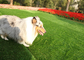 Waterproof Landscape Garden Pet Artificial Turf Fake Grass Carpet Long Lifespan supplier