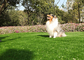 Long Duration Mouldproof Pet Fake Grass , Artificial Dog Grass With UV Resistance supplier