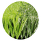 Professional Football Artificial Grass Sports Flooring For Soccer supplier