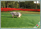 Residential / Commercial Landscaping Pet Artificial Turf With Monofil PE Curly PPE Materal supplier