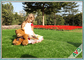 6800 Dtex Easy Care Pet Artificial Turf Grass Carpet For Balcony Banquet / Pet supplier