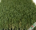 Heavy Traffic Park Artificial Grass Outdoor Carpet / Synthetic Lawn Grass supplier
