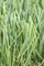 Anti Static Light Green Artificial Lawn Turf For Balcony , 40 - 50mm Height supplier