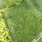 Bicolor Football Artificial Turf With Three Stem Of Dense Surface And Up Straight Standing Yarn supplier